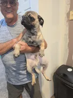 Bodi, a male Pug for sale in Scotland, SD – 3 of 5
