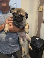 Bodi, a male Pug for sale in Scotland, SD – 4 of 5