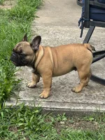 Murphy, a male French Bulldog for sale in Girard, KS – 3 of 6
