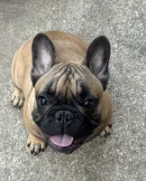 Murphy, a male French Bulldog for sale in Girard, KS – 4 of 6
