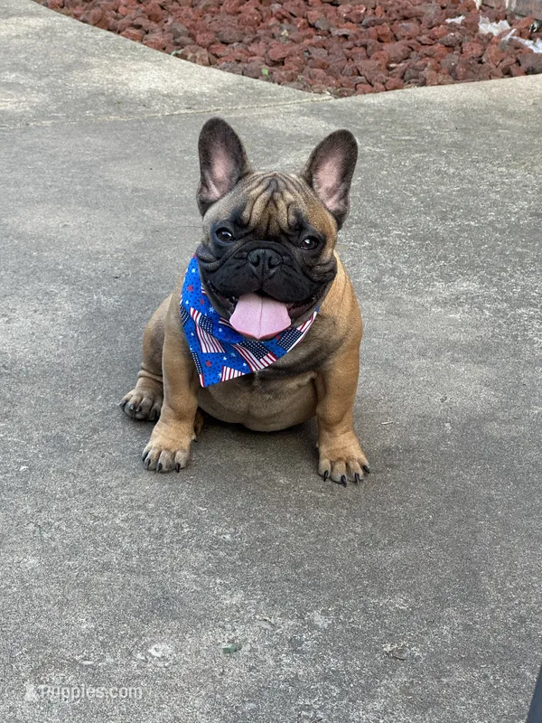 Murphy, a male French Bulldog for sale in Girard, KS – 1 of 6