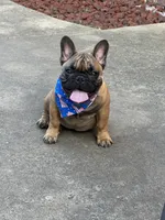 Murphy, a male French Bulldog for sale in Girard, KS – 1 of 6