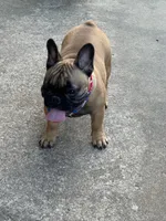 Murphy, a male French Bulldog for sale in Girard, KS – 5 of 6