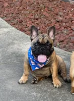 Murphy, a male French Bulldog for sale in Girard, KS – 2 of 6