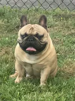 Murphy, a male French Bulldog for sale in Girard, KS – 6 of 6