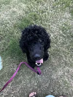 daisy, a female Goldendoodle for sale in Huntsville, AL – 4 of 5
