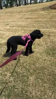 daisy, a female Goldendoodle for sale in Huntsville, AL – 2 of 5