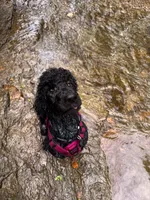 daisy, a female Goldendoodle for sale in Huntsville, AL – 5 of 5