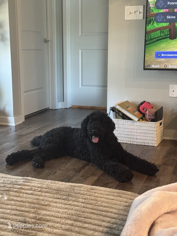 daisy – Goldendoodle puppy for sale in Huntsville, AL