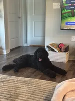 daisy, a female Goldendoodle for sale in Huntsville, AL – 1 of 5