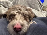 millie, a female Poodle - Miniature  for sale in Huntsville, AL – Photo 3 of 3