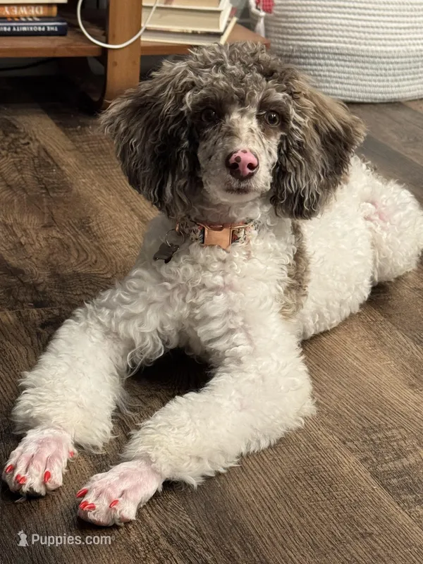 millie – Poodle - Miniature  puppy for sale in Huntsville, AL