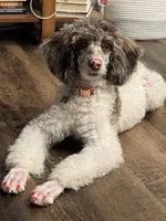 millie, a female Poodle - Miniature  for sale in Huntsville, AL – Photo 1 of 3