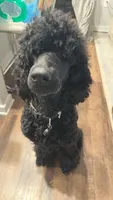 daisy, a female Goldendoodle for sale in Huntsville, AL – 3 of 5
