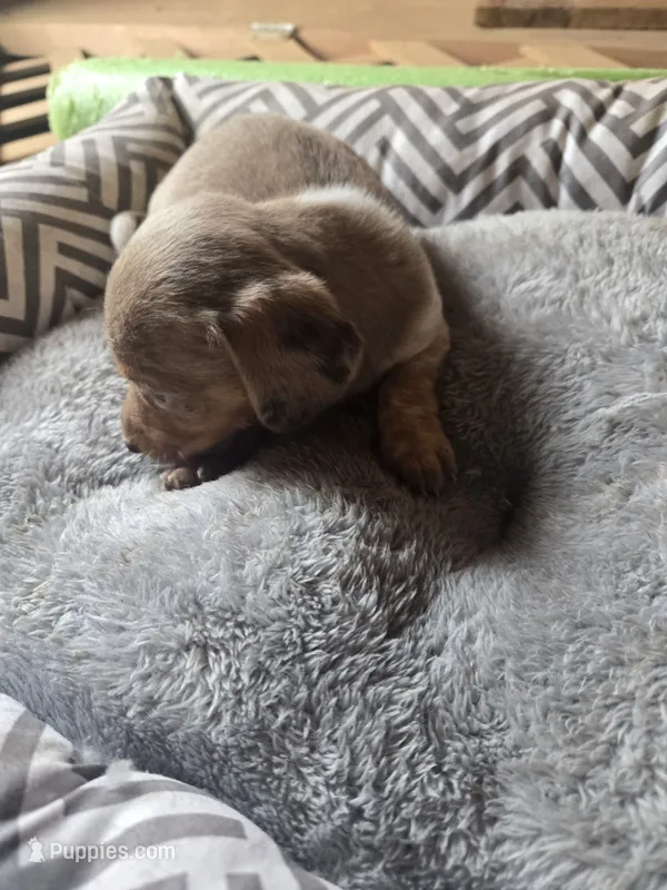 Izzy – Miniature Dachshund puppy on hold in Foley, AL