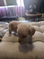 Sweetie, a female Miniature Dachshund for sale in Foley, AL – 2 of 3
