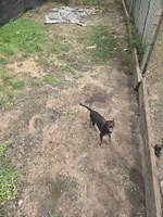 Missy, a female Miniature Pinscher for sale in Foley, AL – 2 of 2