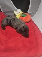 Snickers is sold, a male Miniature Dachshund for sale in Foley, AL – Photo 2 of 4