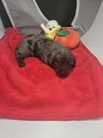 Snickers is sold, a male Miniature Dachshund for sale in Foley, AL – Photo 3 of 4