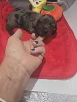 Snickers is sold, a male Miniature Dachshund for sale in Foley, AL – Photo 4 of 4