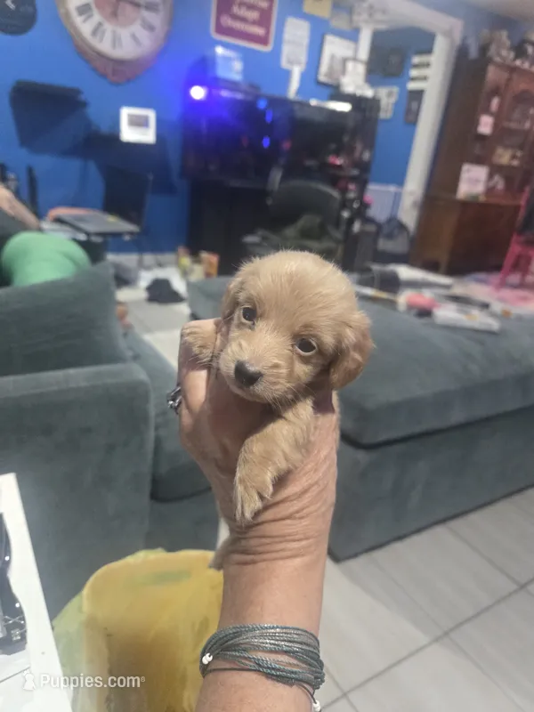 Graham – Miniature American Shepherd puppy for sale in Foley, AL