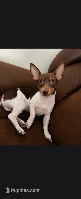 MILO – Teddy Roosevelt Terrier puppy for sale in Foley, AL