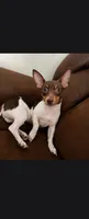 MILO, a male Teddy Roosevelt Terrier for sale in Foley, AL – 1 of 5