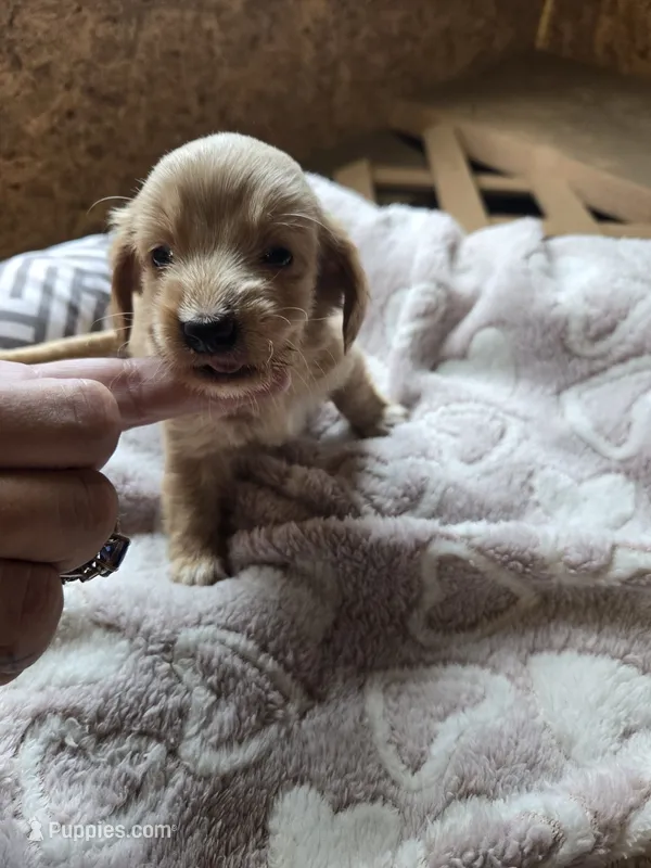 Lil girl – Miniature Dachshund puppy for sale in Foley, AL