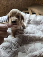 Lil girl, a female Miniature Dachshund for sale in Foley, AL – 1 of 2