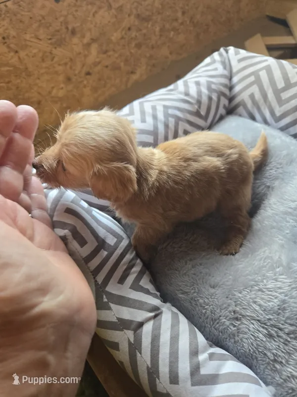 Graham – Miniature American Shepherd puppy for sale in Foley, AL
