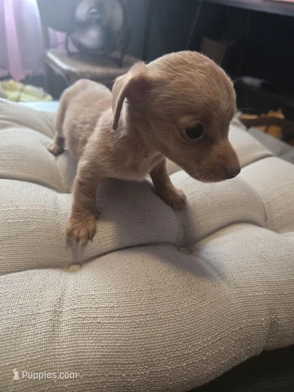 Creme puff – Miniature American Shepherd puppy for sale in Foley, AL
