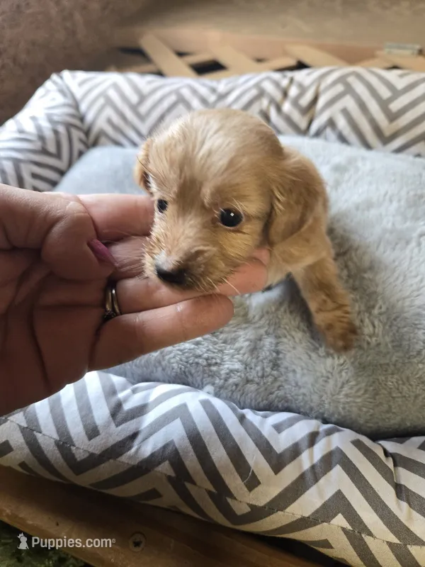 Sweet pea – Miniature Dachshund puppy for sale in Foley, AL