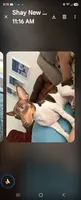 MILO, a male Teddy Roosevelt Terrier for sale in Foley, AL – 5 of 5