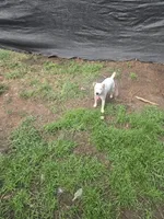Cassie, a female Jack Russell Terrier for sale in Foley, AL – 2 of 2