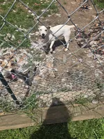 Luna, a female Jack Russell Terrier for sale in Foley, AL – 2 of 4