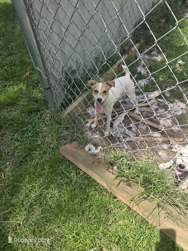 Cassie – Jack Russell Terrier puppy for sale in Foley, AL