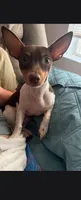 MILO, a male Teddy Roosevelt Terrier for sale in Foley, AL – 2 of 5