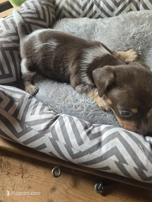 Dappy – Miniature Dachshund puppy for sale in Foley, AL