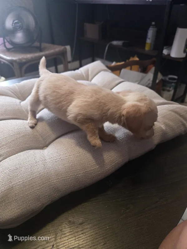 Sweetie – Miniature Dachshund puppy for sale in Foley, AL