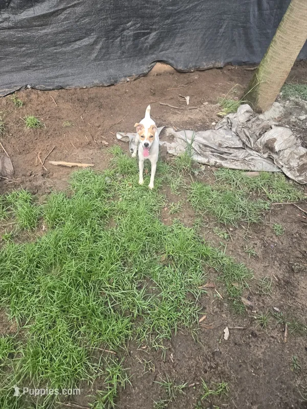 Luna – Jack Russell Terrier puppy for sale in Foley, AL