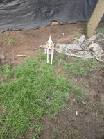 Luna, a female Jack Russell Terrier for sale in Foley, AL – 1 of 4