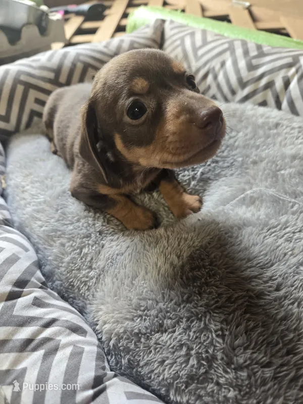 Coco – Miniature Dachshund puppy for sale in Foley, AL
