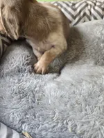 Izzy, a female Miniature Dachshund for sale in Foley, AL – 3 of 3