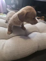 Punkin, a female Miniature Dachshund for sale in Foley, AL – 1 of 2