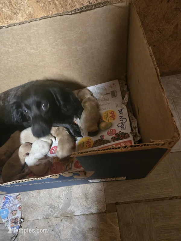 Graham – Miniature American Shepherd puppy for sale in Foley, AL