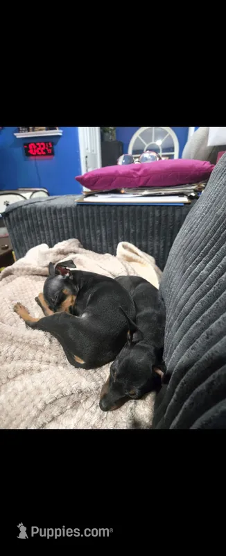 Prissy – Miniature Pinscher puppy for sale in Foley, AL