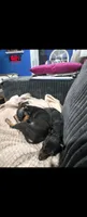 Prissy, a female Miniature Pinscher for sale in Foley, AL – 1 of 2