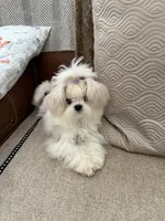 America, a female Maltese for sale in Rancho Cucamonga, CA – 4 of 5