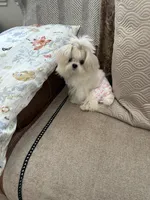 America, a female Maltese for sale in Rancho Cucamonga, CA – 5 of 5