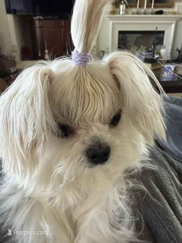America – Maltese puppy for sale in Rancho Cucamonga, CA